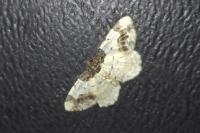 Ligdia adustata