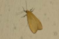 Wittia sororcula