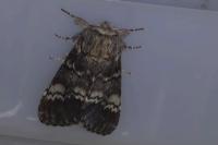 Drymonia ruficornis