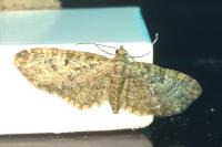 Eupithecia abbreviata