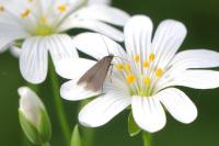 Coleophora lutarea