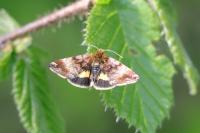 Panemeria tenebrata