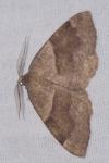 Plagodis pulveraria
