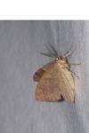 Plagodis pulveraria