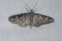 Eupithecia insigniata