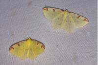 Opisthograptis luteolata