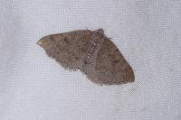 Aleucis distinctata