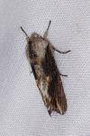 Egira conspicillaris