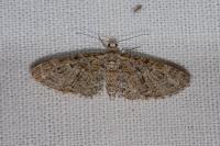 Eupithecia abbreviata