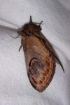 Notodonta ziczac