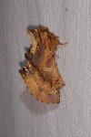 Ptilodon capucina