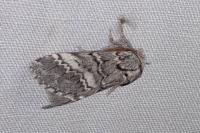 Drymonia ruficornis