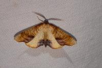 Plagodis dolabraria