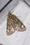 Chloroclysta siterata