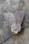Diaphora mendica