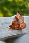 Selenia lunularia
