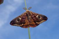 Saturnia pavonia