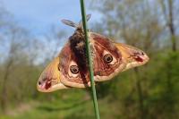 Saturnia pavonia