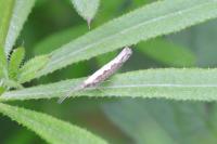 Plutella xylostella