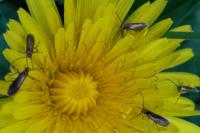Micropterix calthella