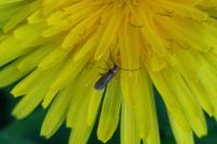 Micropterix calthella