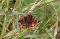 Euclidia glyphica