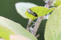 Adela reaumurella