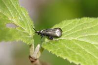 Adela reaumurella