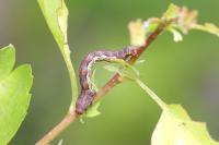 Erannis defoliaria