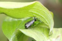 Adela reaumurella