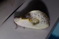 Cilix glaucata