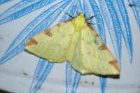 Opisthograptis luteolata