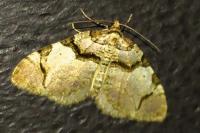 Anticlea derivata