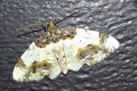 Ligdia adustata