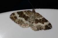 Epirrhoe alternata