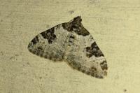 Xanthorhoe fluctuata