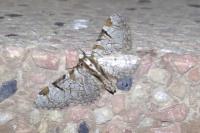 Eupithecia insigniata