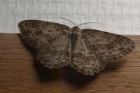 Ectropis crepuscularia