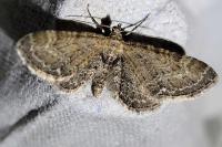 Eupithecia vulgata