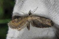 Eupithecia vulgata
