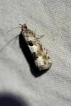 Epiblema similana