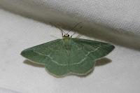 Chlorissa viridata