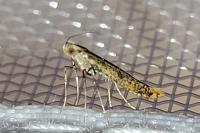 Aspilapteryx limosella