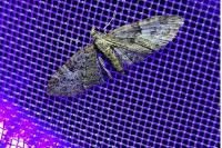 Eupithecia abbreviata/dodoneata