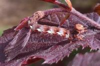 Erannis defoliaria