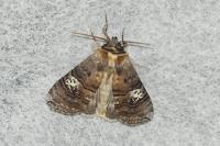 Tethea ocularis