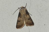 Agrotis puta