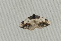 Ligdia adustata