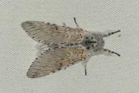 Cerura vinula