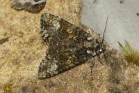 Craniophora ligustri